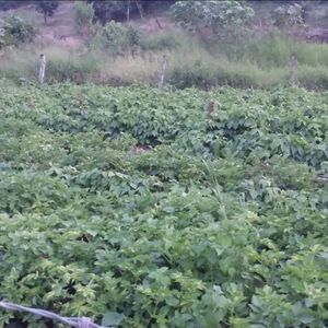 Meet your Posher, Ivan